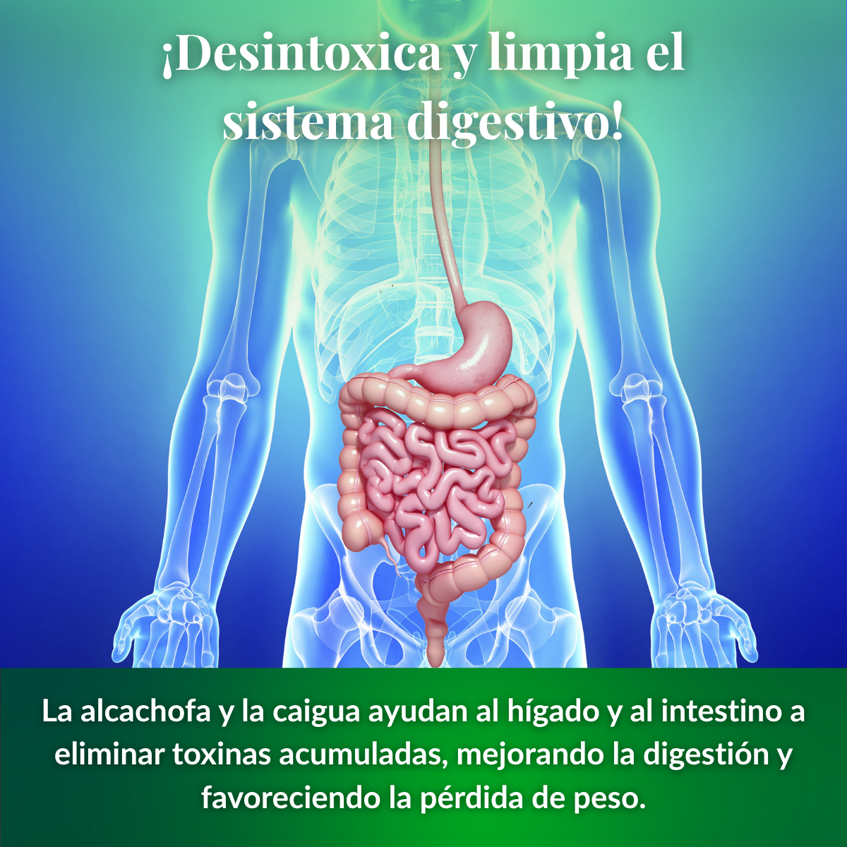 CleanFit™ Elimina las toxinas de tu cuerpo mientras quemas grasa